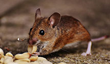 24 Hour & Emergency Exterminators in East Hubbardton, VT